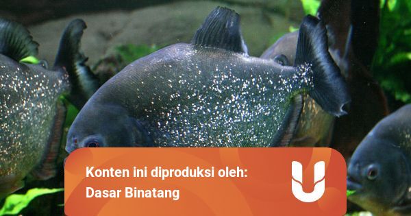 9 Ikan Berbahaya dan Berpotensi Mematikan | kumparan.com